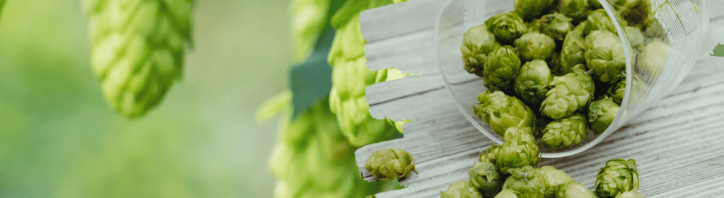 Cerveja: você sabe como é feita? 3 Imagens de lúpulos para produção de cerveja