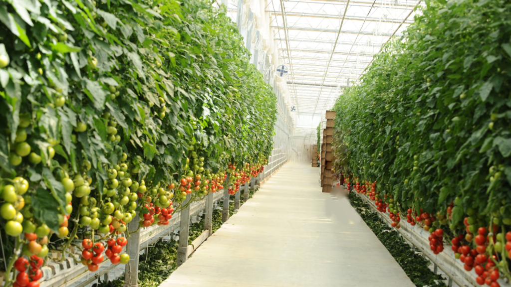 plantacao de tomate Guia rápido sobre tomate: tipos, preparo e armazenamento