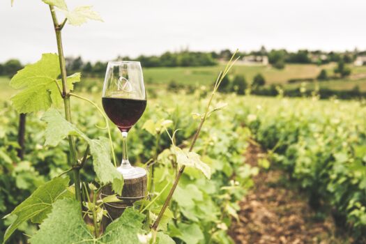 Homepage Cook Mania 19 principais uvas tintas para vinho