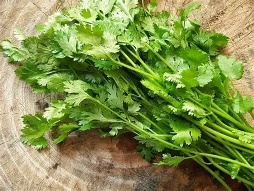 Salsa ou Salsinha? Tudo que precisa saber... 1 Maço de salsa fresca sobre tábua de madeira, folhas verdes e brilhantes