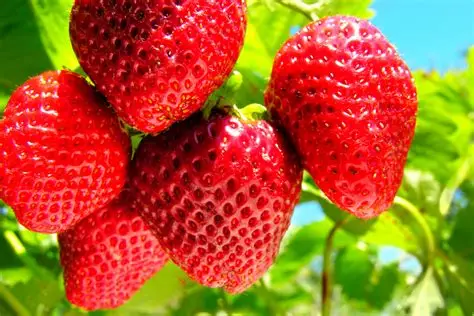 Morango: Benefícios, Como Escolher, Calorias, Curiosidades e Receitas Deliciosas 1 Morango fresco com folhas verdes
